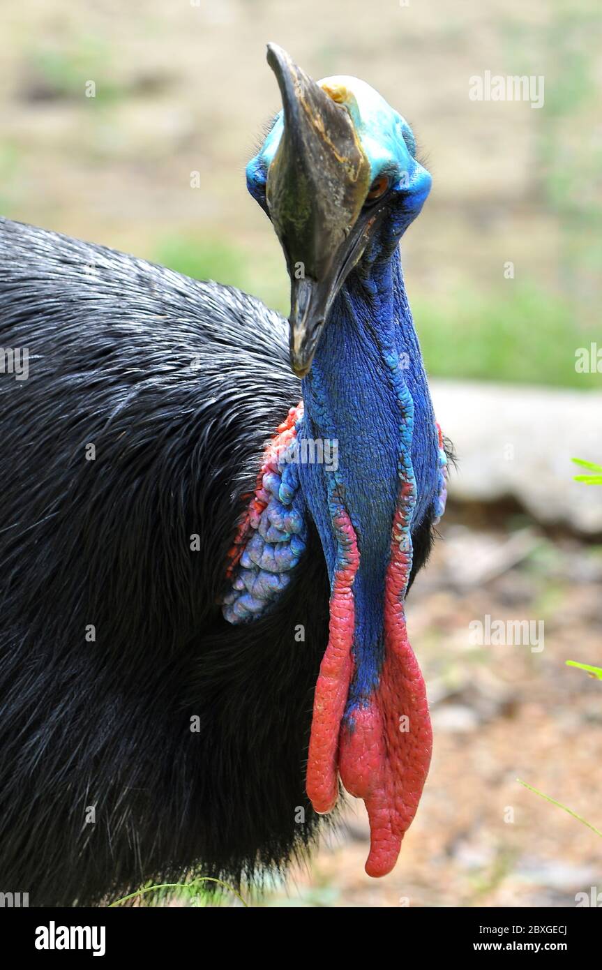 Les oiseaux de Cassohary sont habituellement très timides et seuls la prudence. Banque D'Images