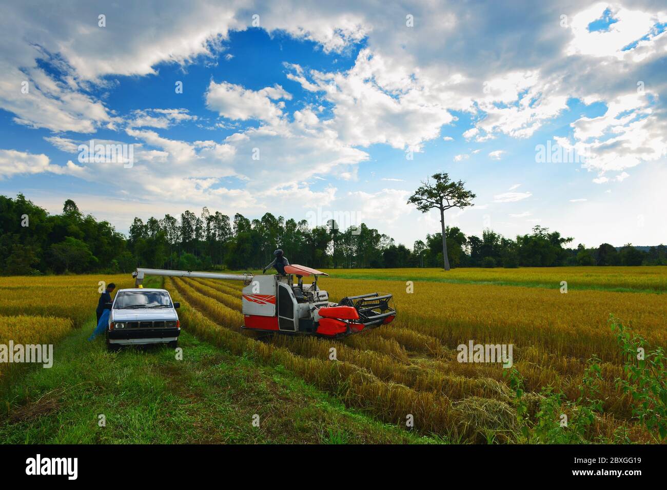 Deux agriculteurs travaillant dans un champ de riz avec une moissonneuse-batteuse, Thaïlande Banque D'Images