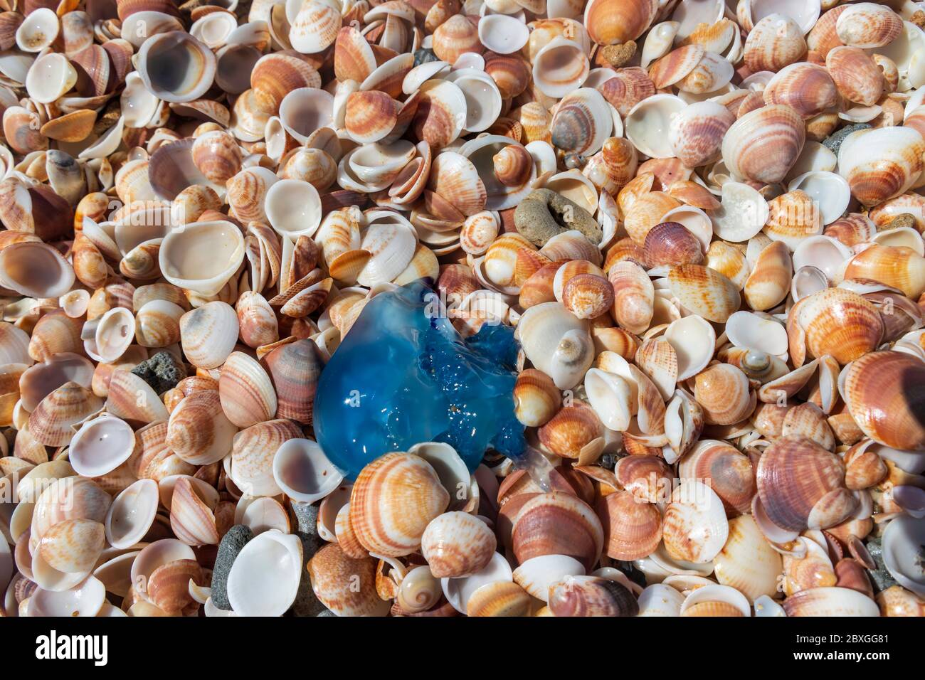 Vue de dessus de la méduse bleue gros plan sur des coquillages multicolores sur la côte méditerranéenne Banque D'Images
