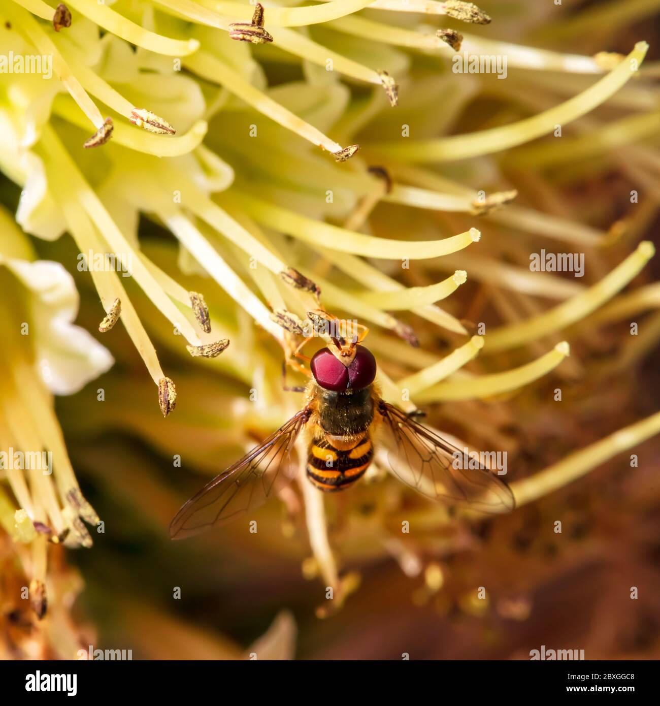 Un minuscule aéroglisseur suce le nectar d'une rare fleur de roquette au début du matin frais du printemps Banque D'Images