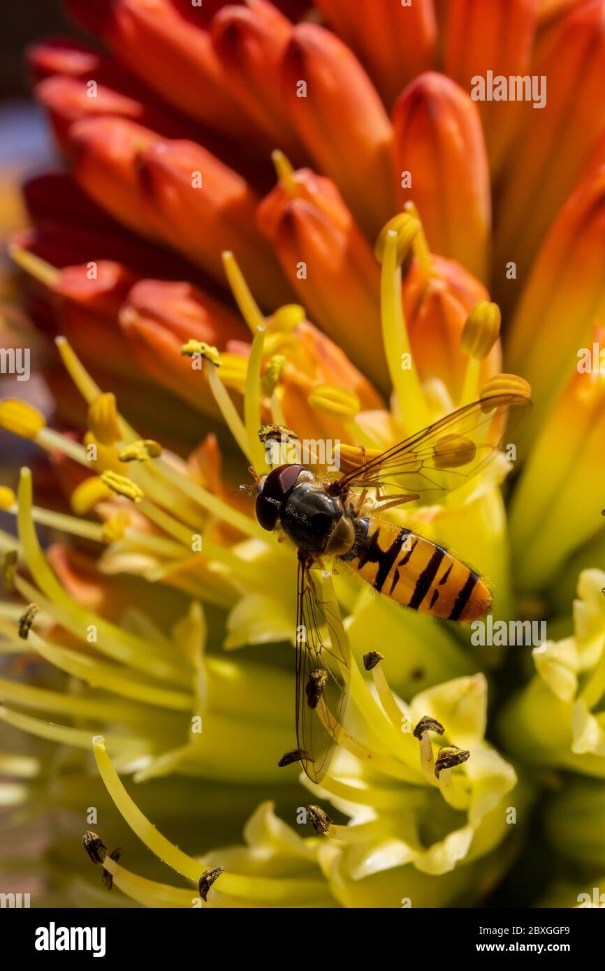 Un minuscule aéroglisseur suce le nectar d'une rare fleur de roquette au début du matin frais du printemps Banque D'Images