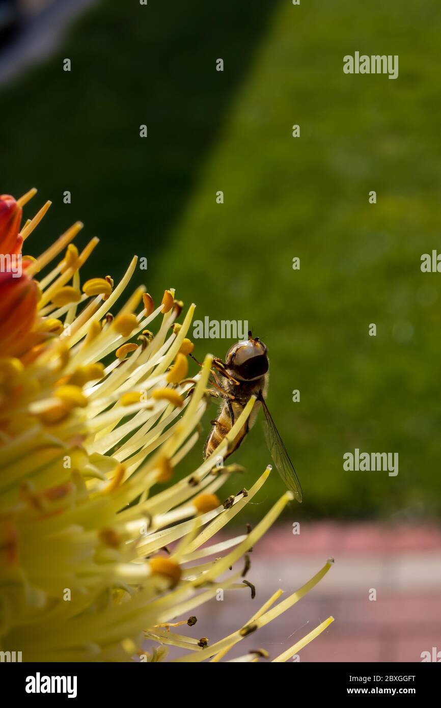 Un minuscule aéroglisseur suce le nectar d'une rare fleur de roquette au début du matin frais du printemps Banque D'Images