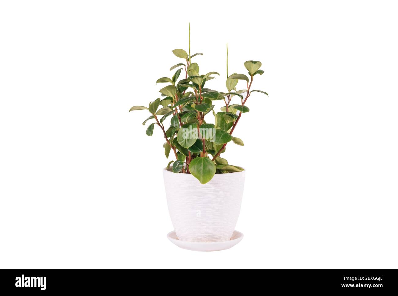 Peperomia mapoliyaefolia fond blanc en pot Banque D'Images