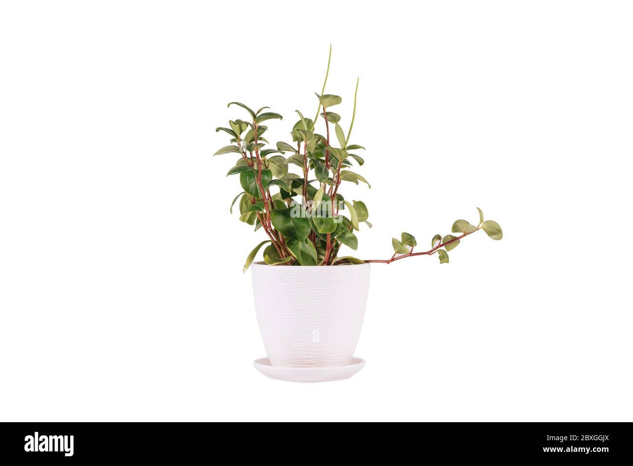 Peperomia mapoliyaefolia fond blanc en pot Banque D'Images