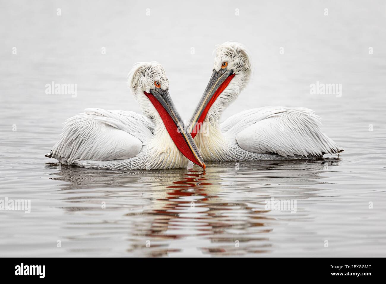 Pélicanes dalmates en hiver (Pelecanus Crispus) Banque D'Images