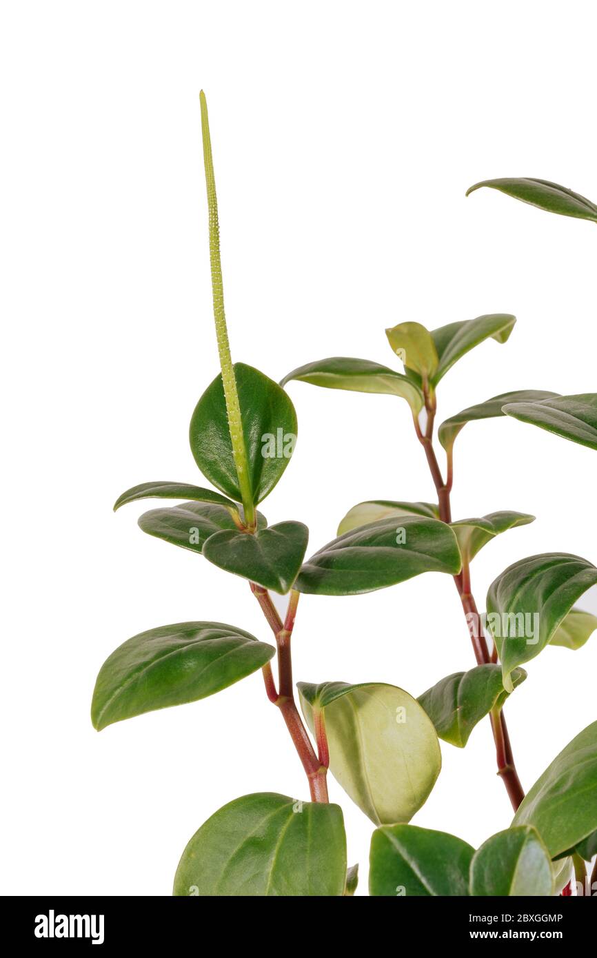 Peperomia mapoliyaefolia fond blanc en pot Banque D'Images