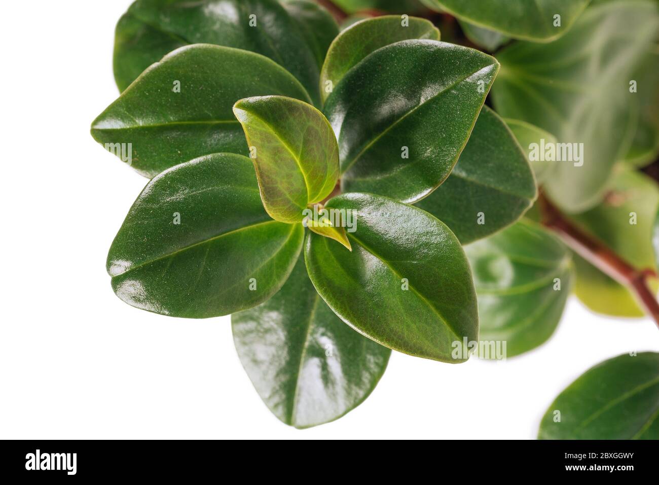 Peperomia mapoliyaefolia fond blanc en pot Banque D'Images