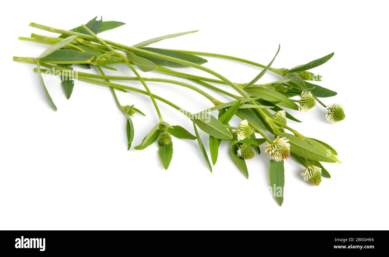 Trifolium montanum, le trèfle de montagne. Isolé sur fond blanc Banque D'Images