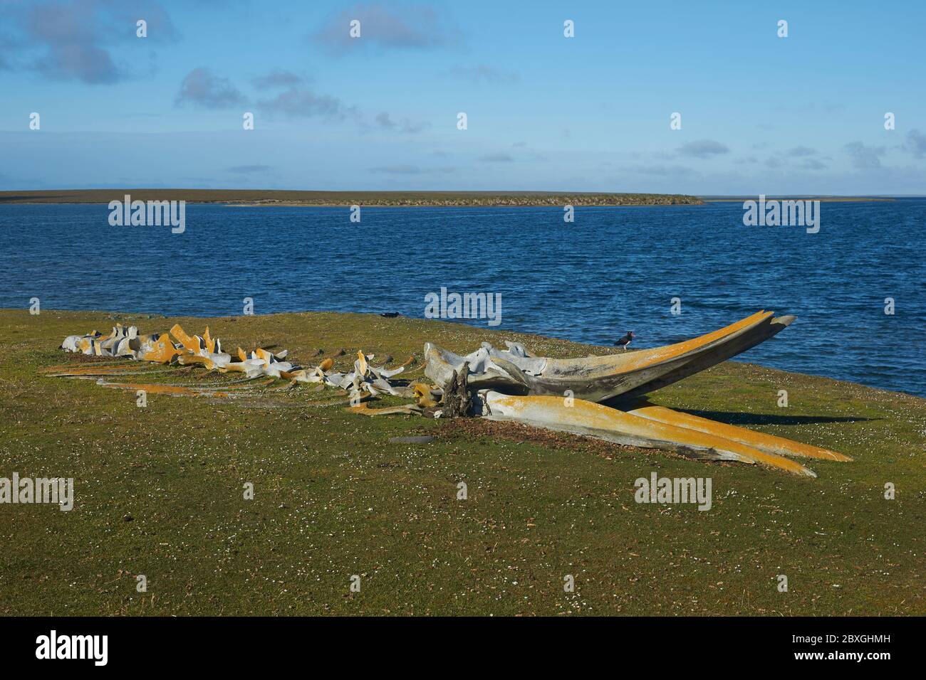 Vieux os de baleines se trouvant sur la côte de l'île sombre dans les îles Falkland. Banque D'Images