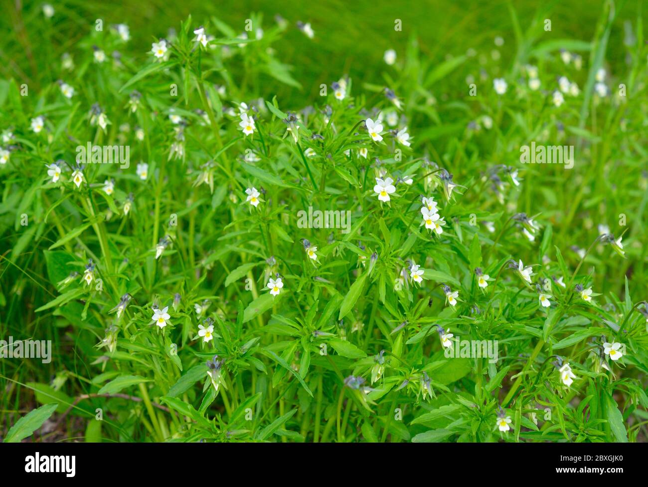 Le viola arvensis est une espèce de violette connue sous le nom commun de pansy Banque D'Images