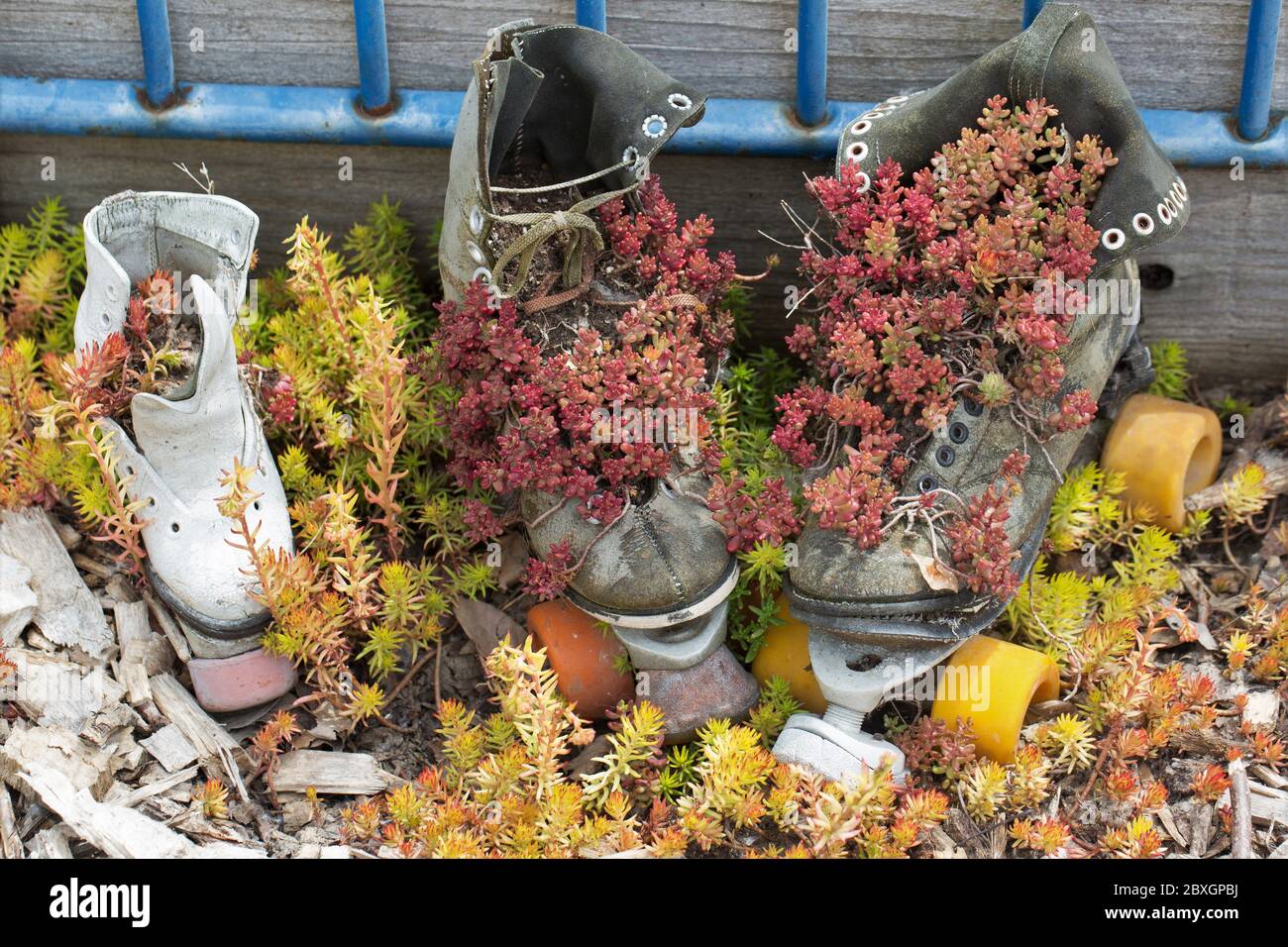 Sedum, qui grandit à partir de patins à roulettes recyclés, au jardin inspiration d'Independence, Oregon, États-Unis. Banque D'Images