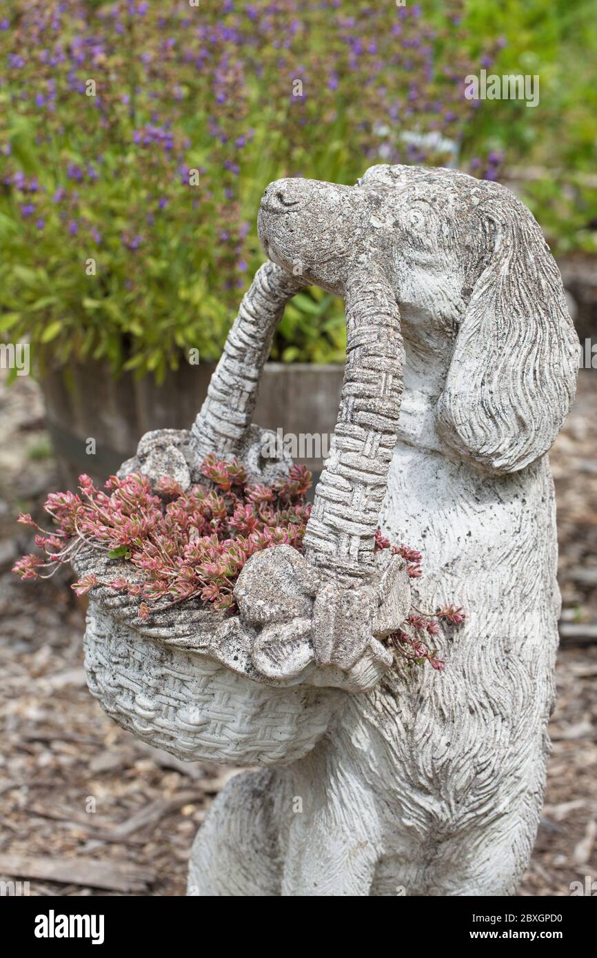 Une sculpture de chien avec le sedum, au jardin inspiration à Independence, Oregon, Etats-Unis. Banque D'Images