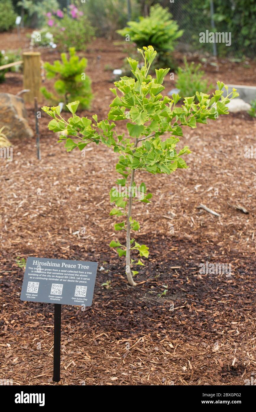 L'arbre de la paix d'Hiroshima, cultivé à partir d'une graine qui a survécu au bombardement d'Hiroshima, au jardin d'inspiration à Independence, Oregon, États-Unis. Banque D'Images