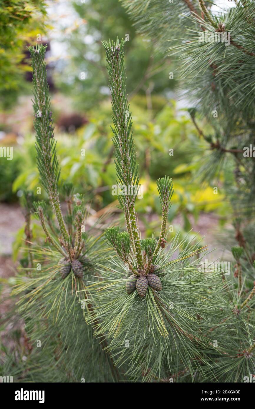 Pinus nigra gros plan. Banque D'Images
