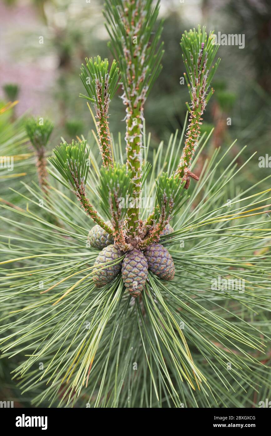Pinus nigra gros plan. Banque D'Images