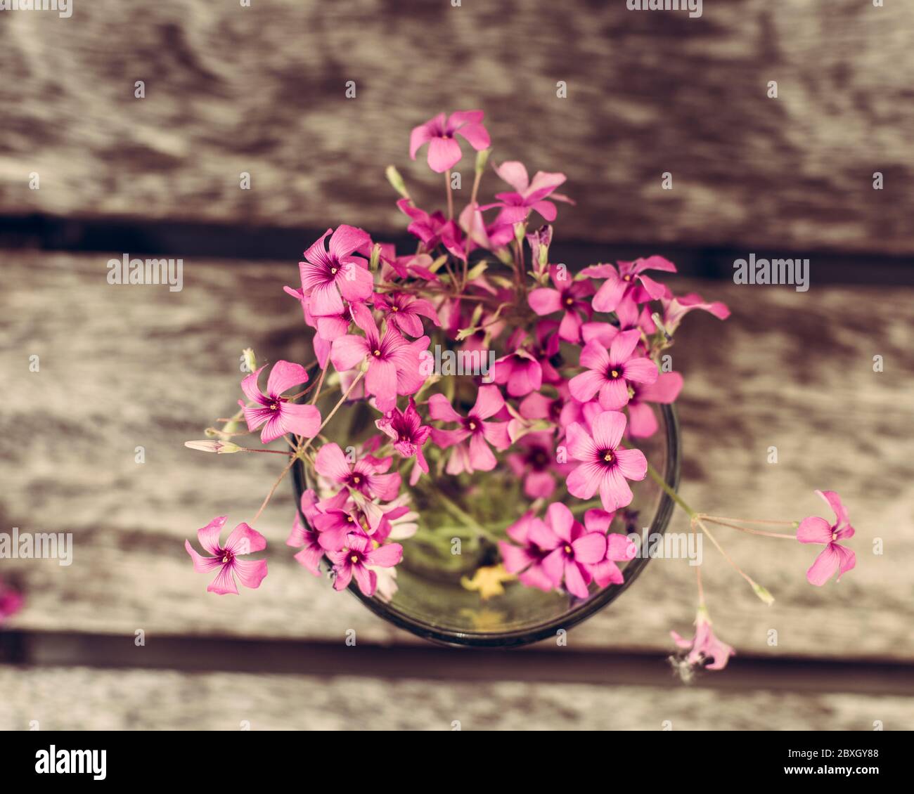 Fleurs sauvages roses dans un pot en verre sur un vieux banc Banque D'Images