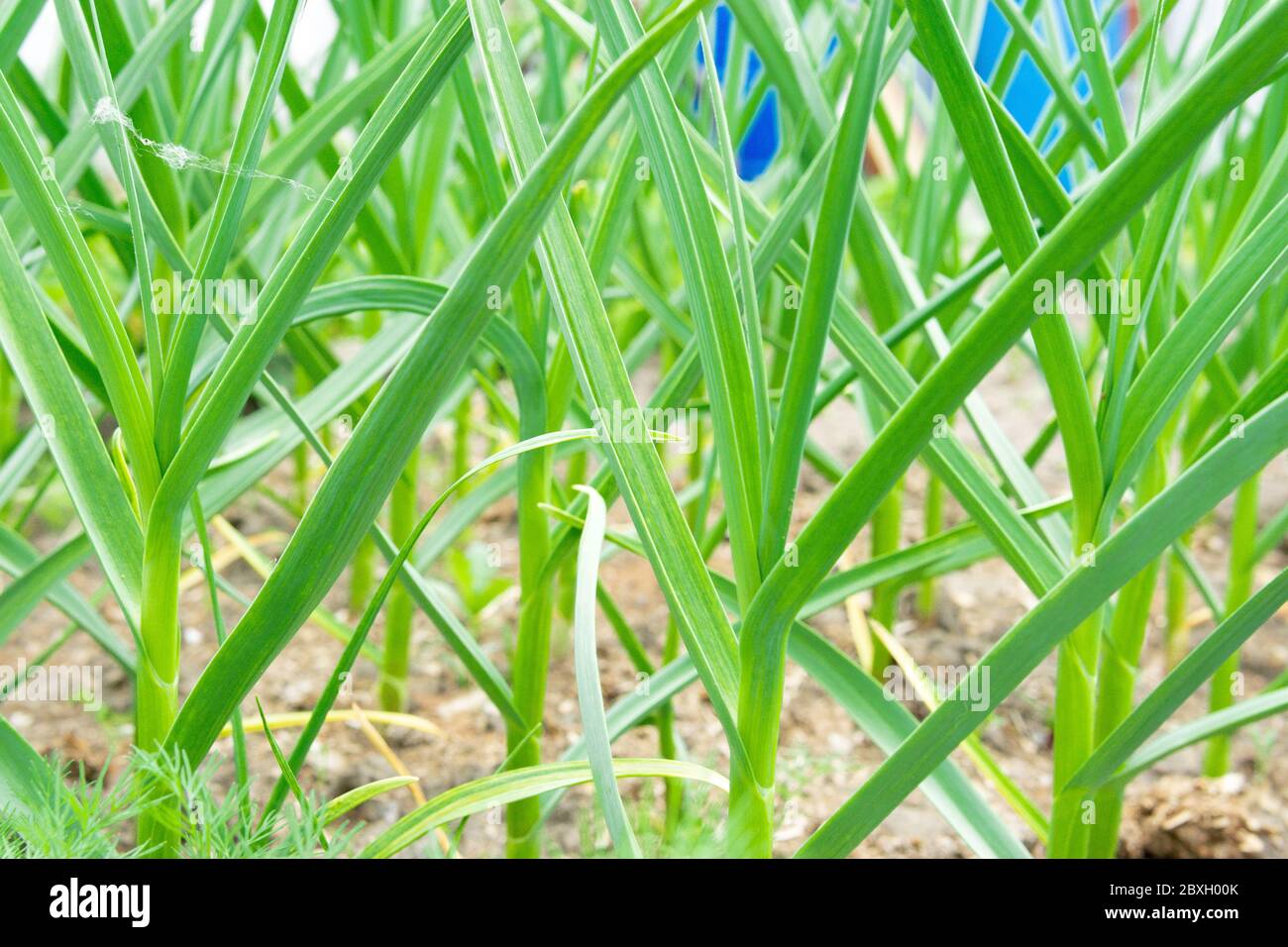 L'ail vert pousse dans le sol au printemps, gros plan. Plantation d'ail biologique dans le jardin potager. Banque D'Images