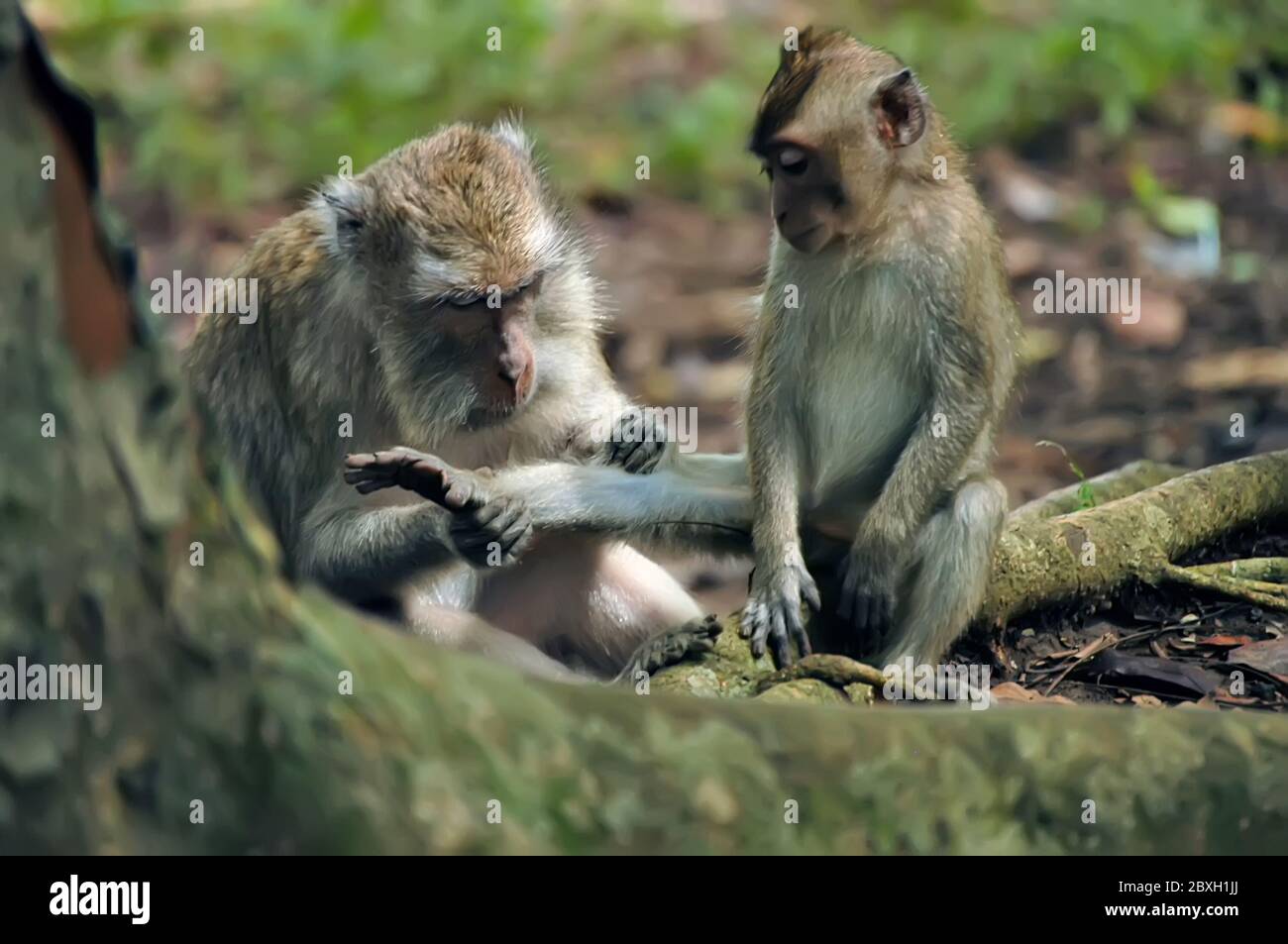 Macaques à queue longue (Macaca fascicularis) dans la forêt, l'image est capturée avec un foyer sélectif. Singes dans la forêt Banque D'Images