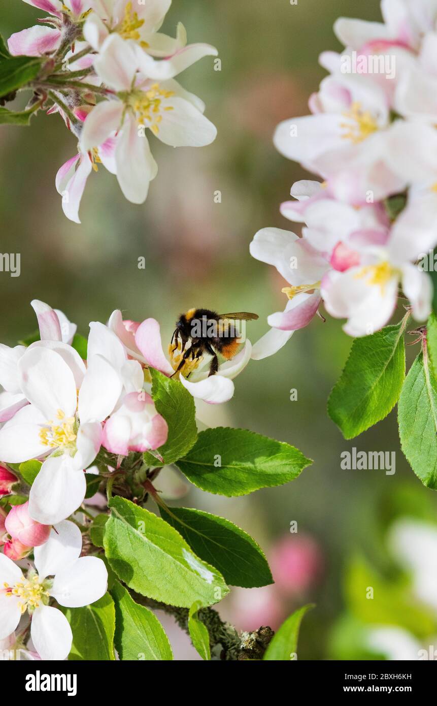 bombus pratorum bumblebee précoce Banque D'Images