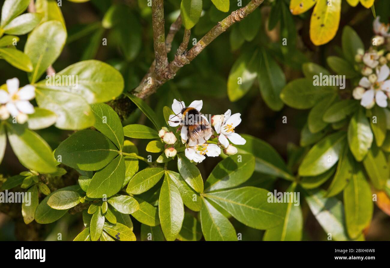 bombus terestris buff bumblebee de queue Banque D'Images