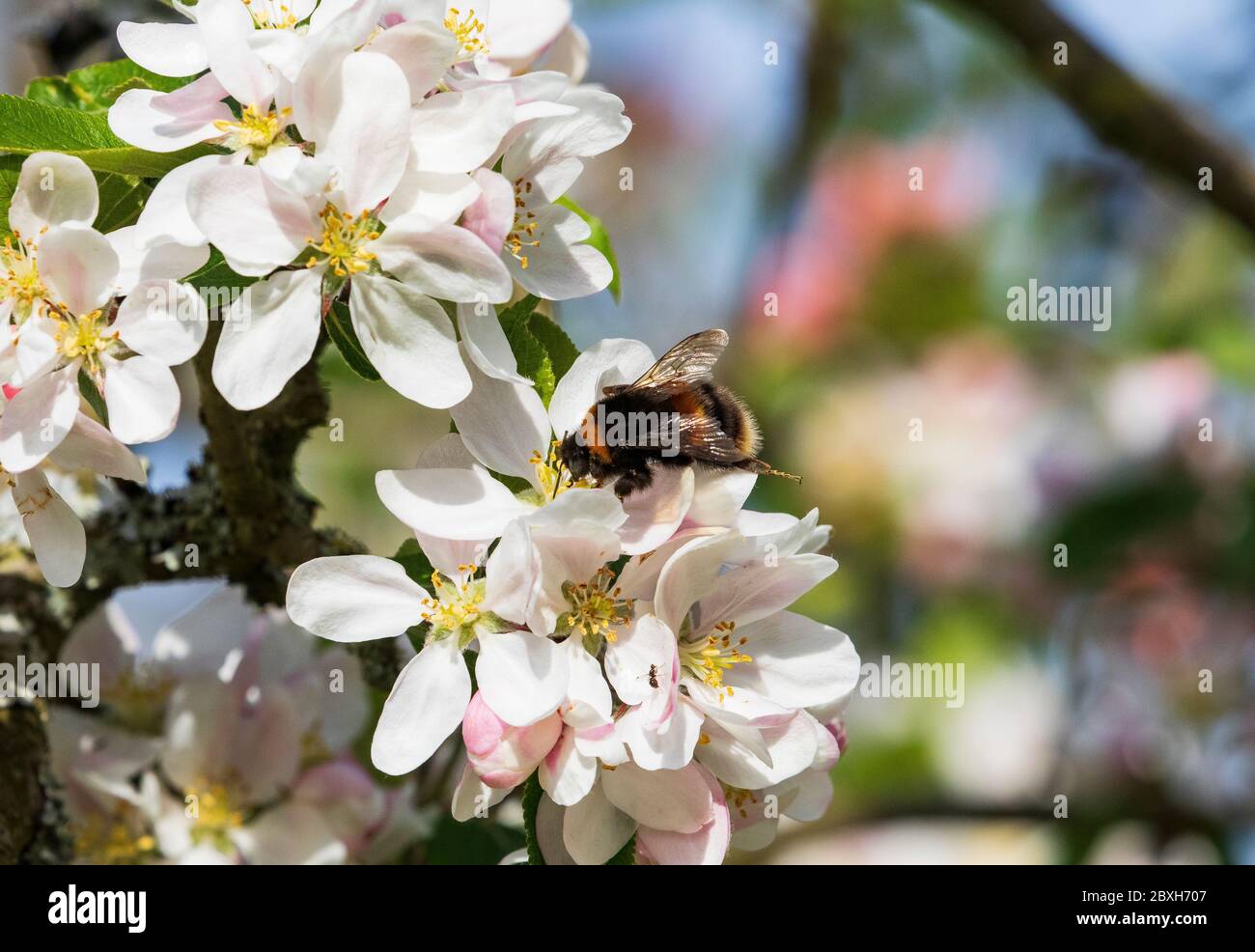 bombus terestris buff bumblebee de queue Banque D'Images