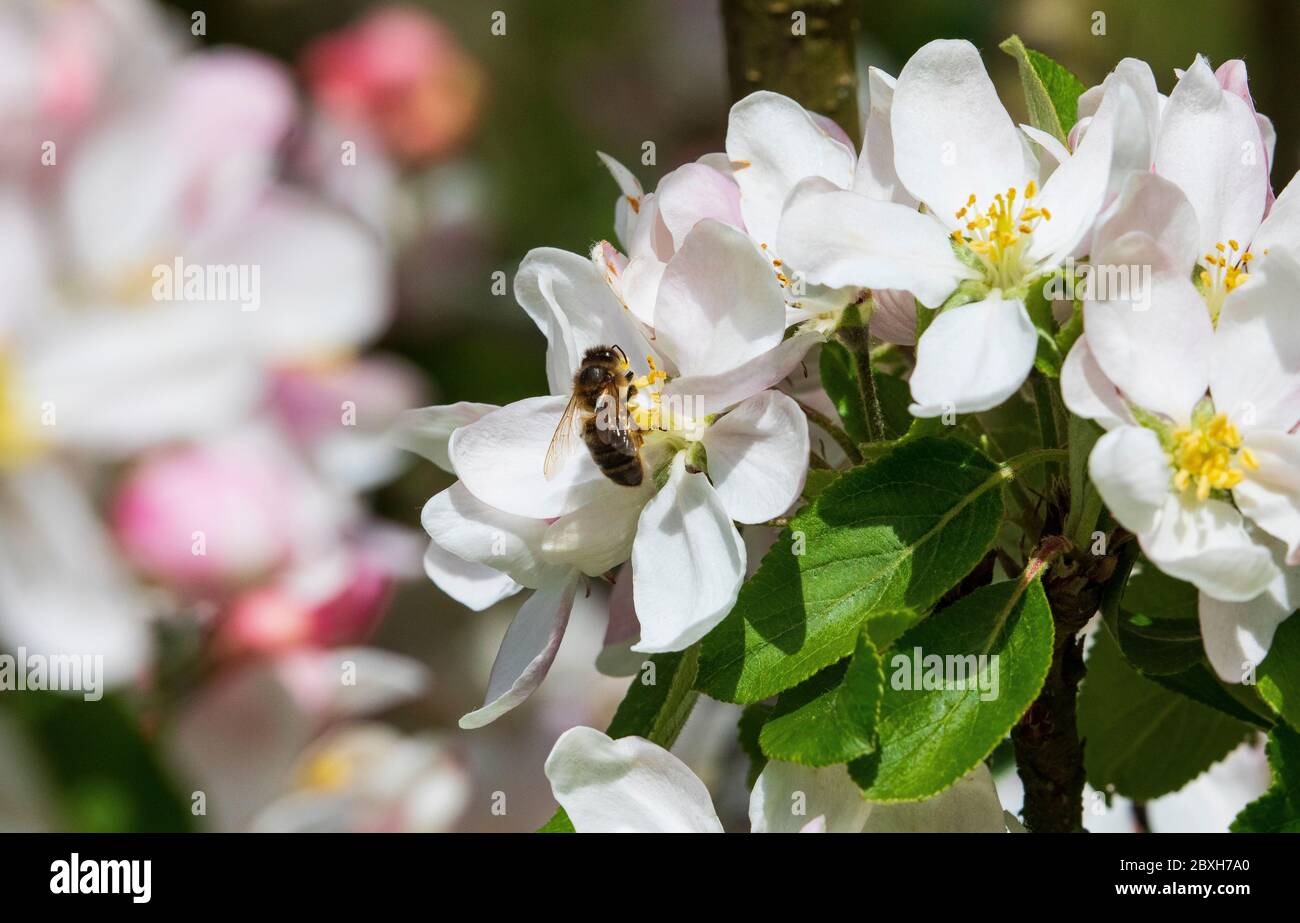 abeille sur fleur de pomme Banque D'Images