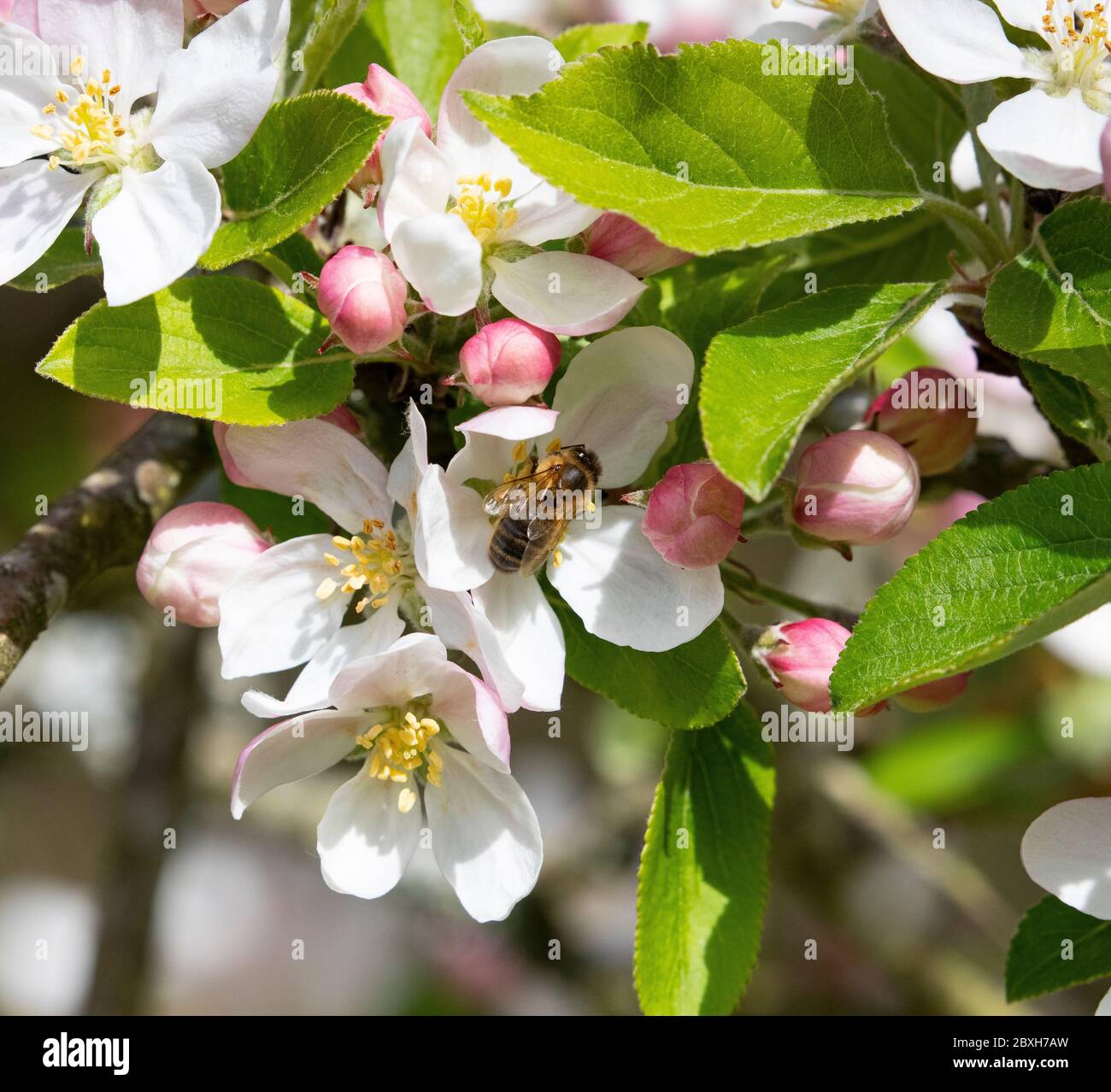 abeille sur fleur de pomme Banque D'Images