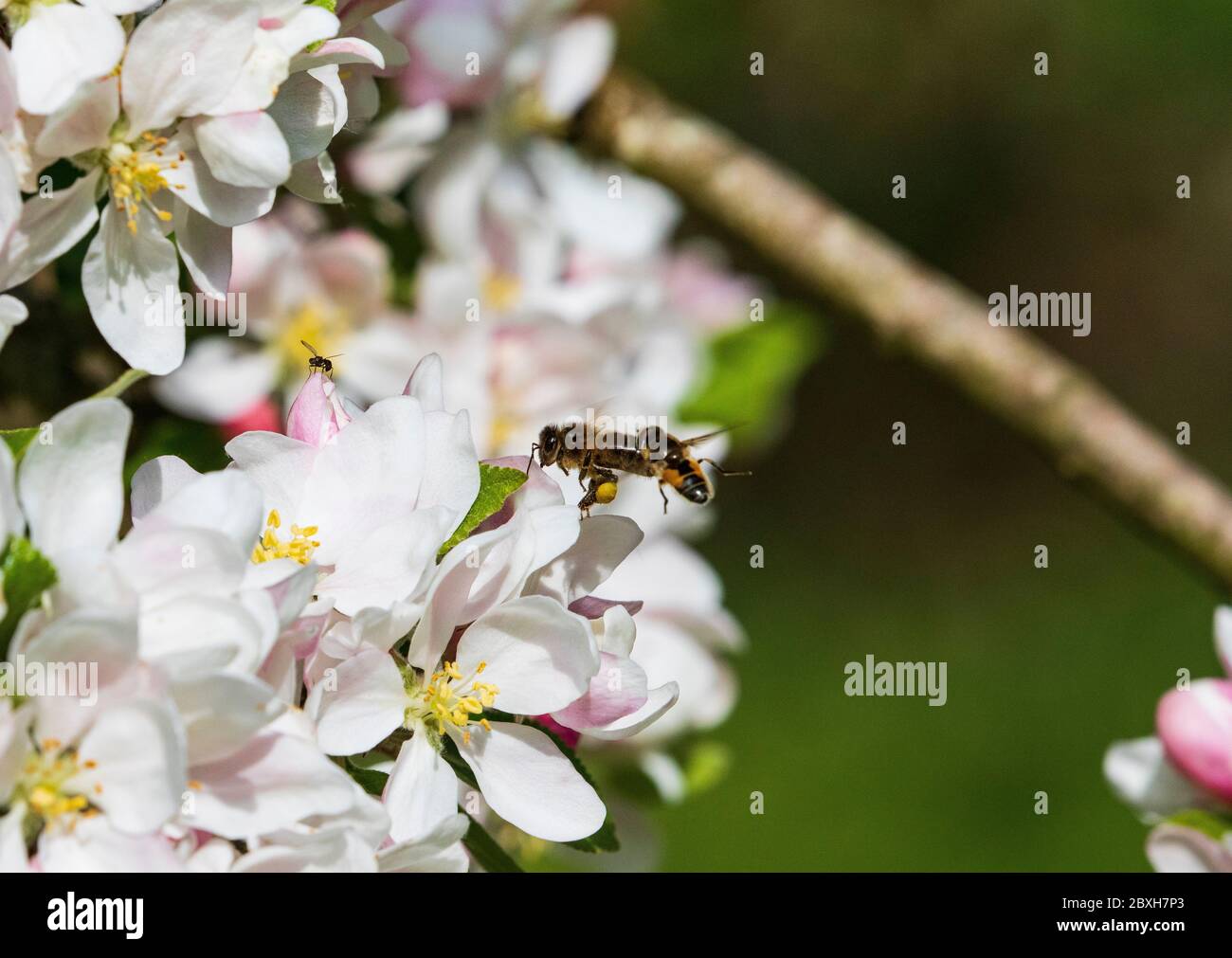 abeille sur la fleur de pomme apis melifera melifera Banque D'Images