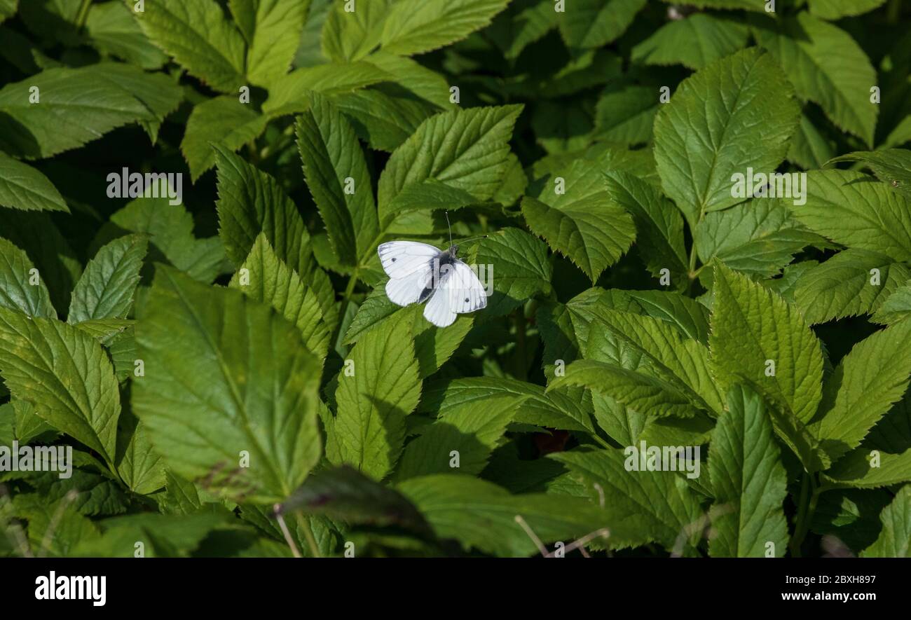papillon blanc à motif vert de pieri napi Banque D'Images