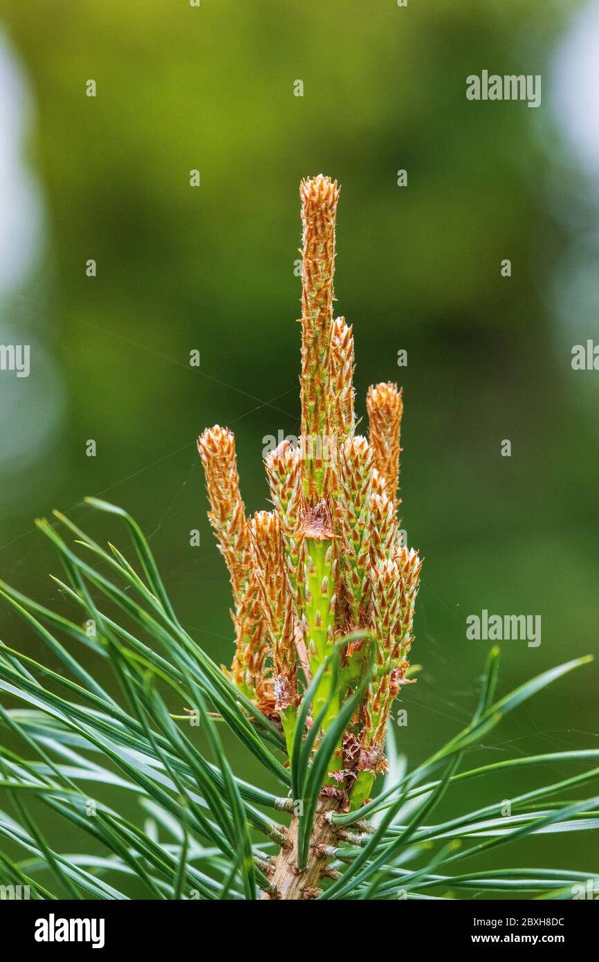 Pinus nigra Banque D'Images