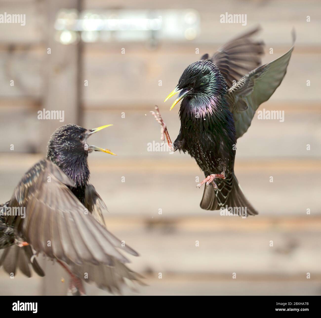 Des étrions en vol, se battant au-dessus de Mealworms. Banque D'Images