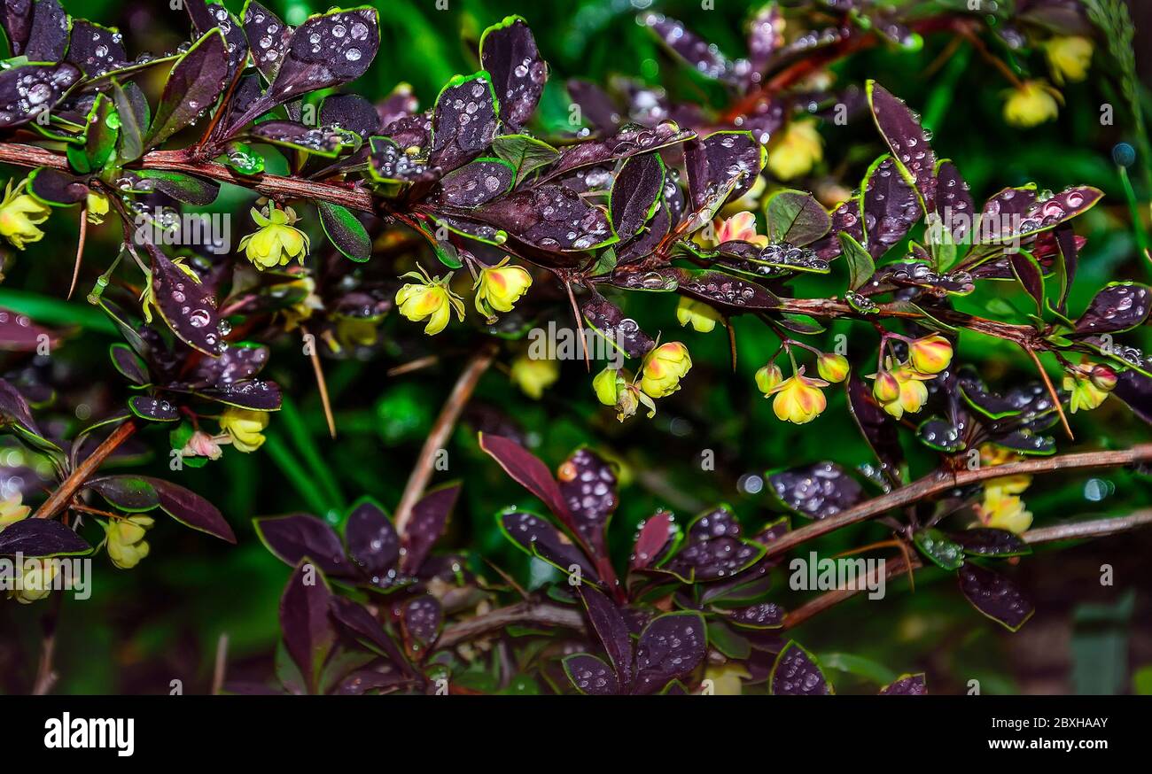 Feuilles pourpres avec des bords jaune-vert de Berberis thunbergii Coronita en fleur - plante ornementale pour l'aménagement paysager de jardin. Brindilles de baryelle avec de l'eau Banque D'Images