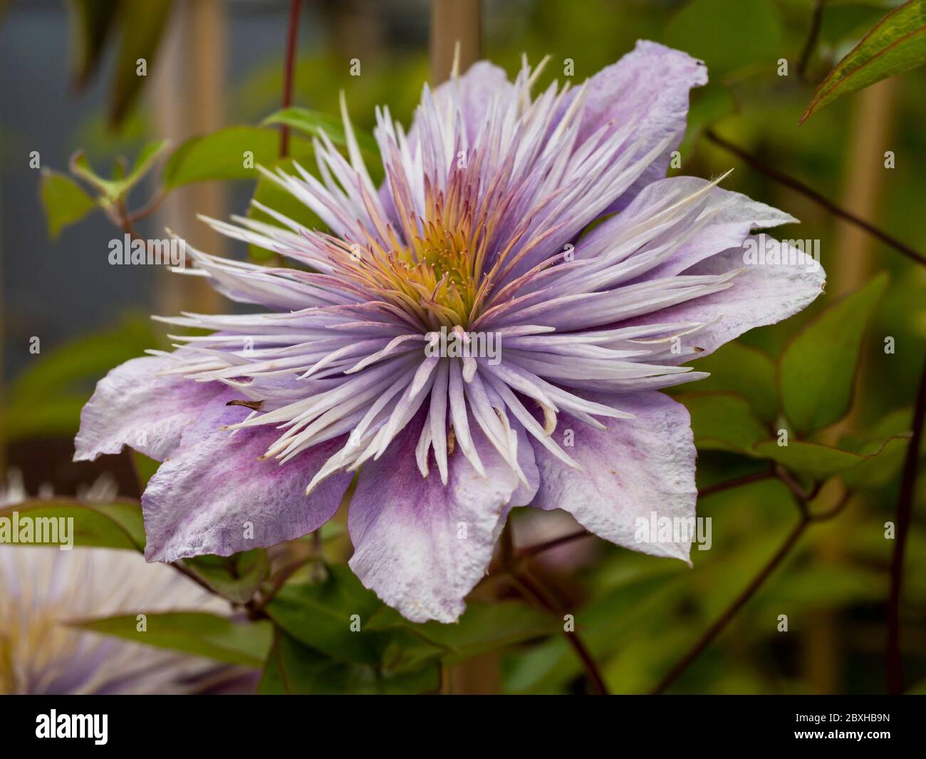 Gros plan d'une belle fleur de couleur lilas de la fontaine de cristal de  Clematis Photo Stock - Alamy