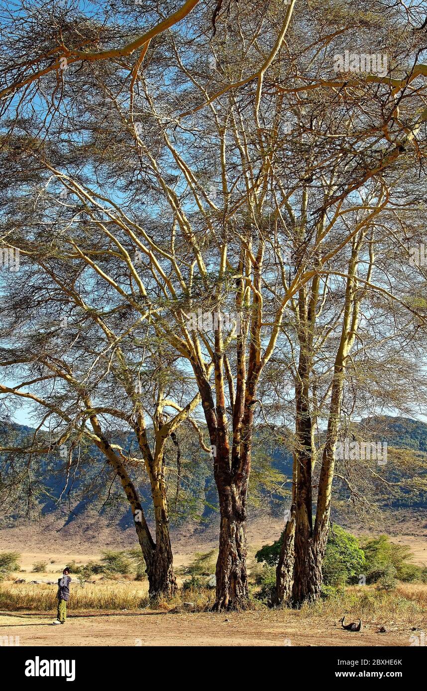 Arbres de fièvre, écorce jaune, Vachellia xanthophloea, écorce effectue la photosynthèse, la nature, décidue, feuillage de plumes, très grand, cratère de Ngorongoro; Ta Banque D'Images