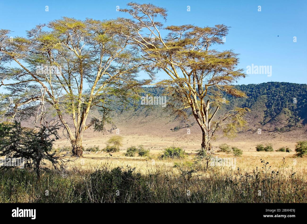 Fièvre arbres, écorce jaune, Vachellia xanthophloea, paysage, l'écorce effectue la photosynthèse, la nature, décidue, feuillage de plumes, très grand, Ngorongoro Banque D'Images