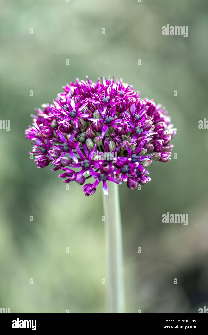 Gros plan d'un demi-bouton ouvert de fleur d'oignon violet (allium) isolé devant un fond de bokeh vert Banque D'Images