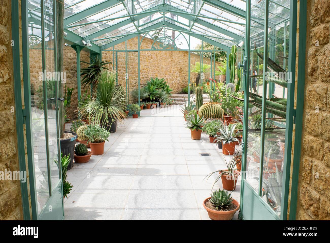 Château Cary, Somerset. Juin 2020: Grande serre de verre botanique tropicale remplie de plantes intérieures succulents dans le Somerset. Banque D'Images