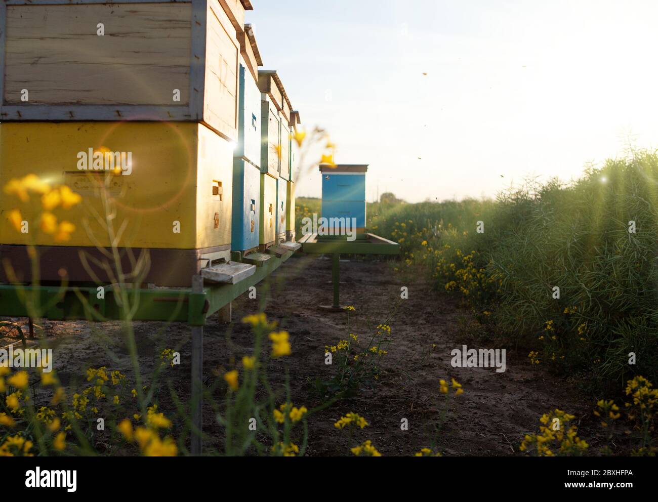 Production naturelle du miel de colza. Apiaire coloré et abeilles sur le terrain. Banque D'Images