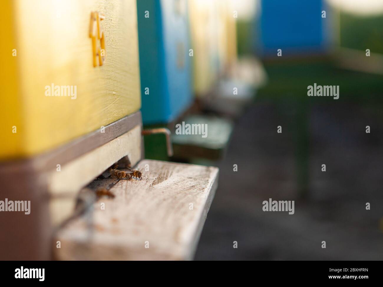 Ruches colorées sur le champ de colza. Production de miel et apiculture. Banque D'Images