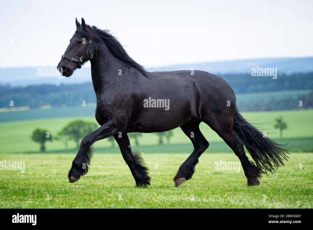 Course galloop noir cheval de Frise Banque D'Images