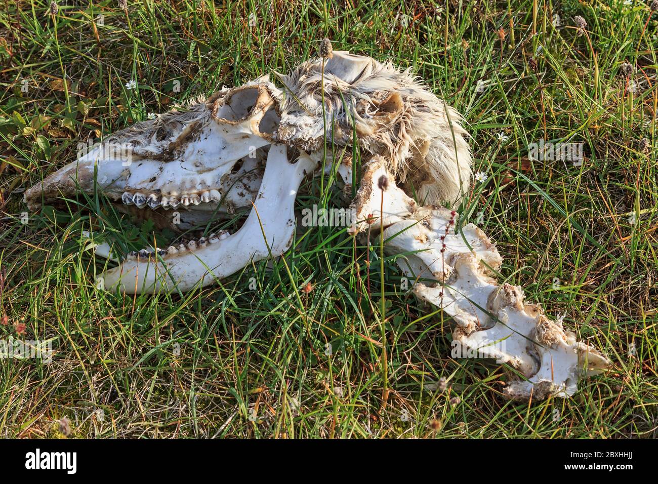 Le crâne de caribou se trouve dans la toundra, sur la côte nord du Groenland. Banque D'Images