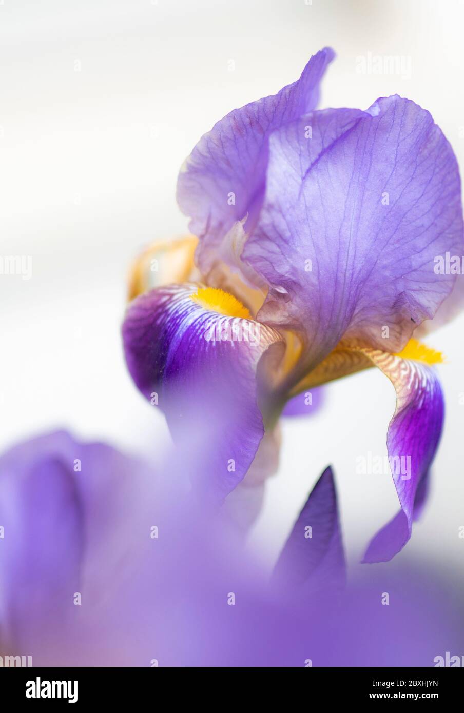 Iris violet avec une grande ouverture pour un look rêveur Banque D'Images