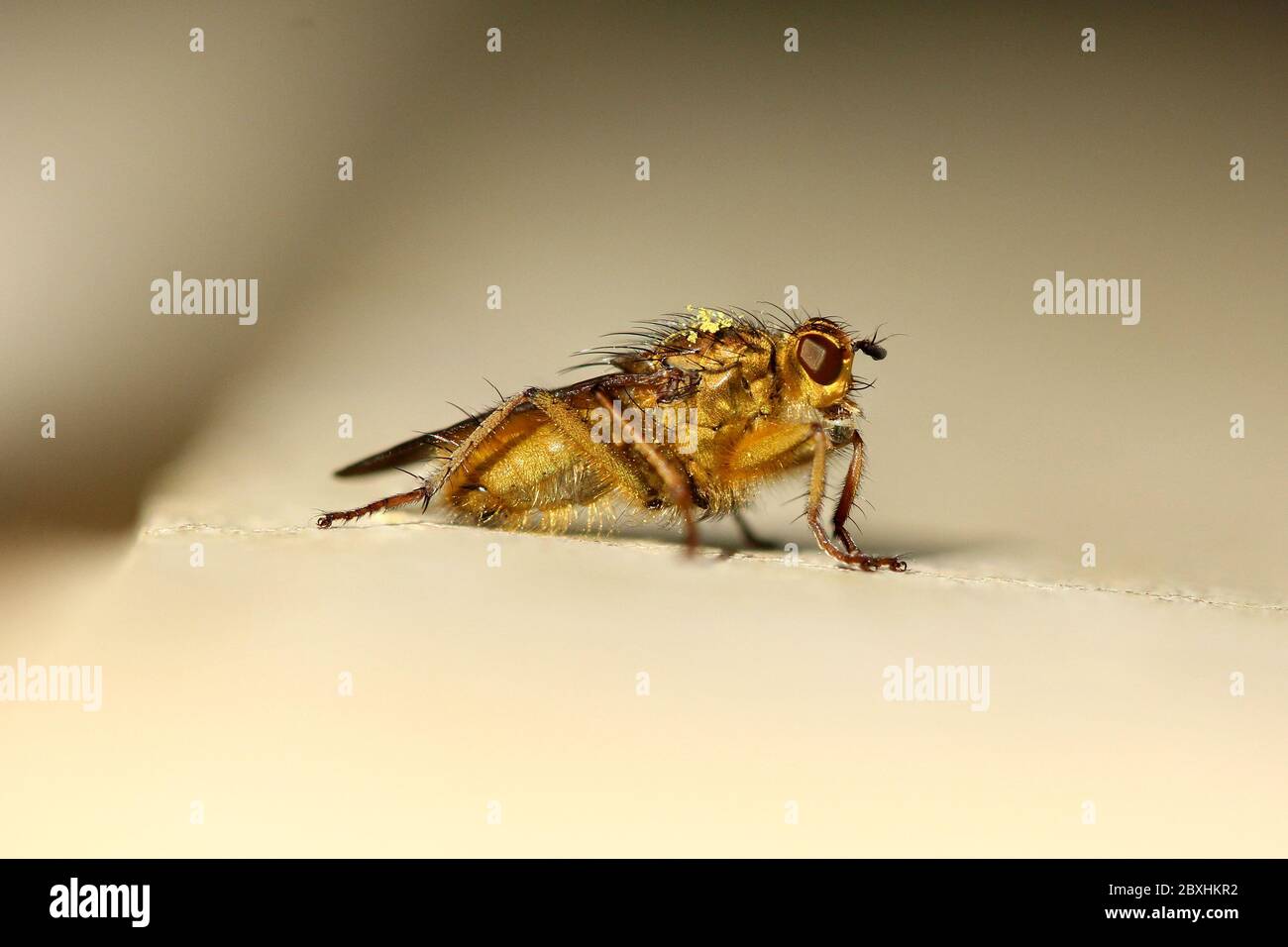 Mouche à fumier jaune (Scathophaga stercoraria) sur un fond gris propre, Angleterre Banque D'Images