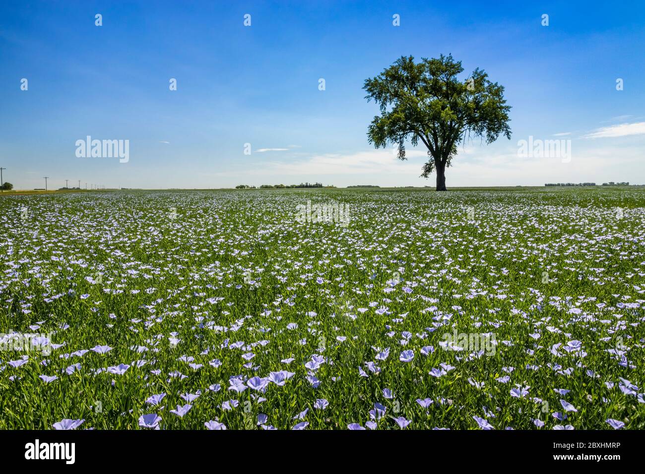 Arbre de coton solitaire dans un champ de lin fleuri près de Myrtle, Manitoba, Canada. Banque D'Images