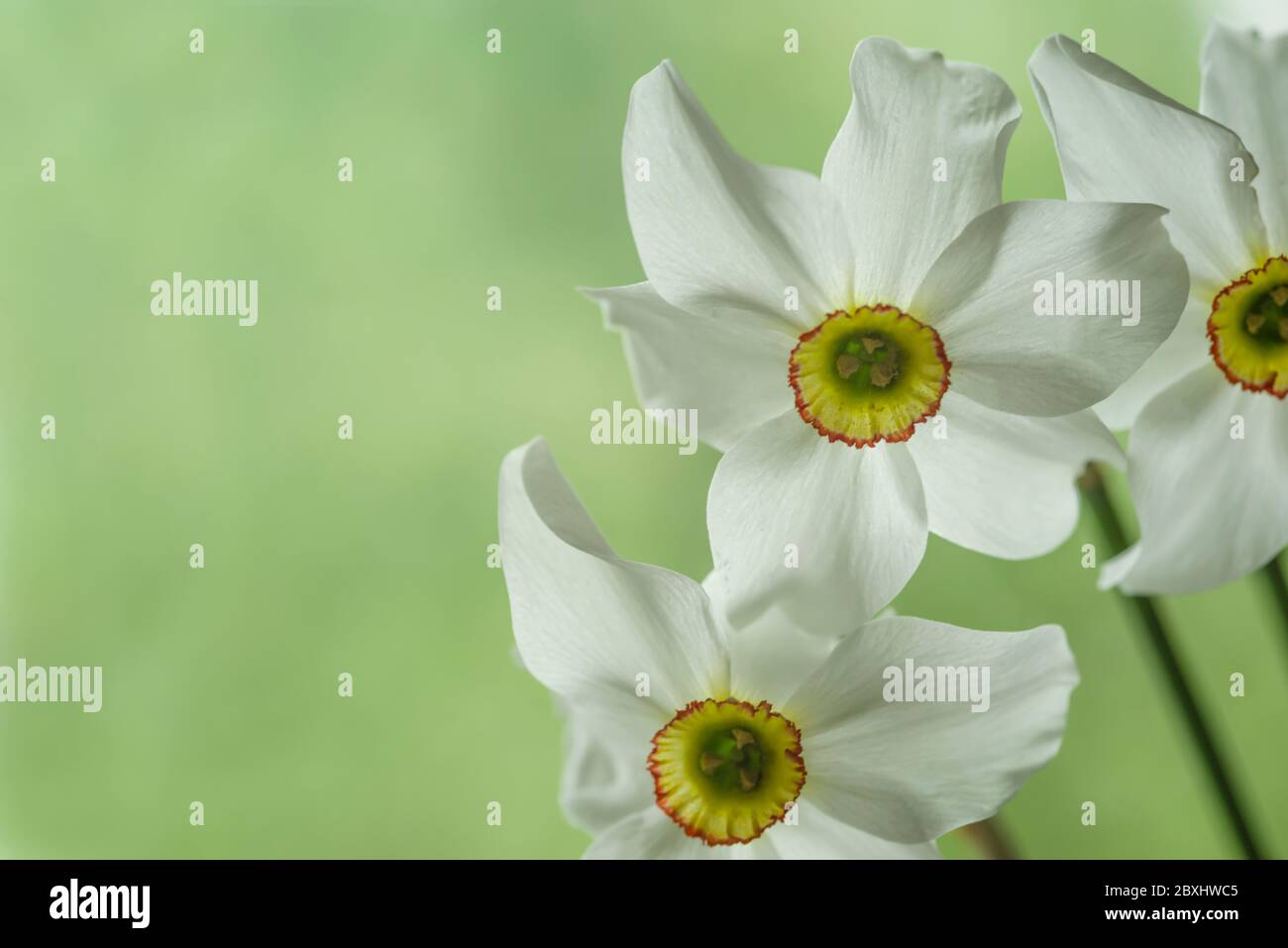 trois fleurs de jonquille blanches sur fond vert clair. Banque D'Images