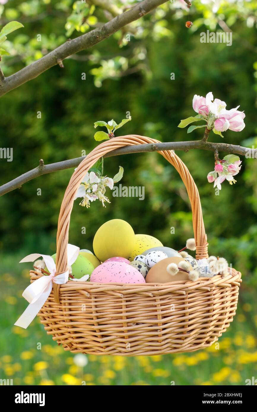 Le panier en osier avec des œufs de Pâques est suspendu sur une branche de  pommier en fleur. Décoration de fête Photo Stock - Alamy