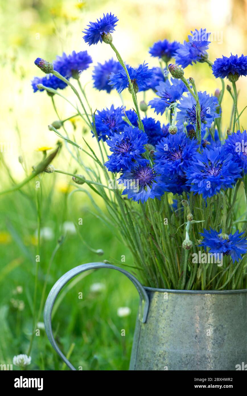 Cornflowers dans une carafe en métal Banque D'Images