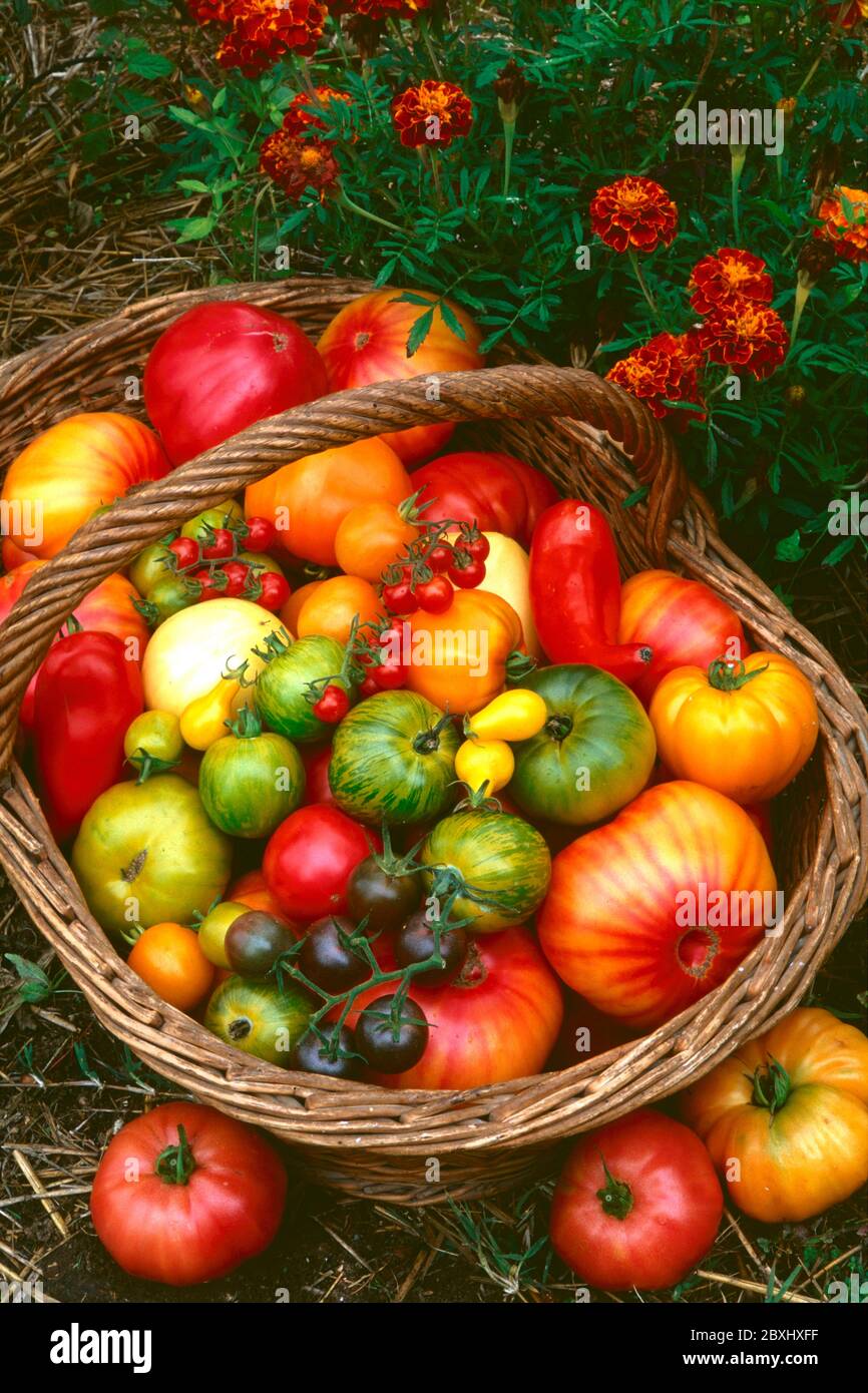 Panier de tomates Banque D'Images