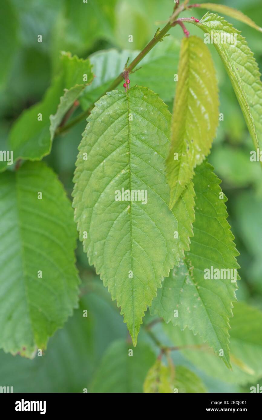 Feuilles dentelées d'un cerisier pendant. Espèce précise inconnue, mais — free download