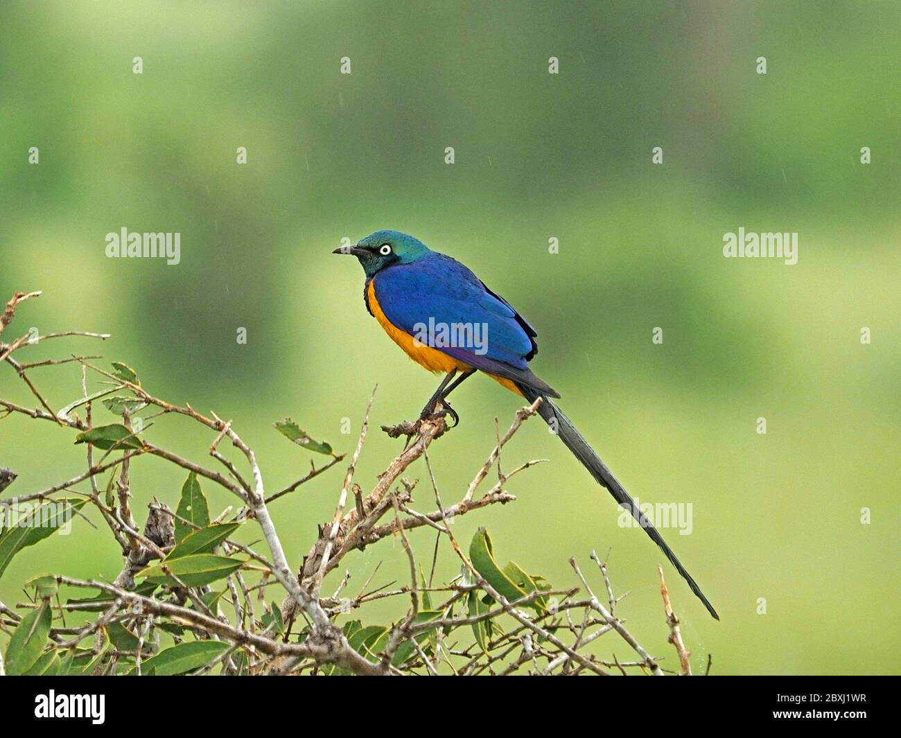 Couleurs bleu vif et or de Starling doré (Lamprotornis regius) avec longue queue perchée sur des brindilles dans le parc national de Tsavo East, Kenya, Afrique Banque D'Images